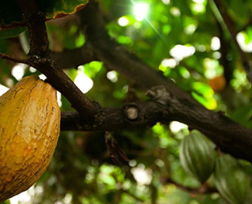 Advances in Cultured Chocolate Could Unlock New Food Revolution Unlock New Food Revolution