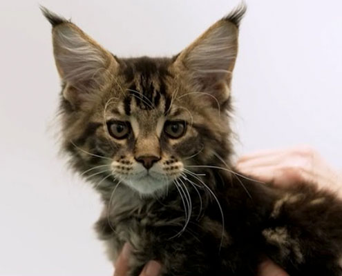 Novel Brian Surgery Procedure Shows Promise For Animal and Human Care