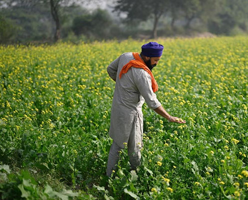 Self-Cloning Crop Technology