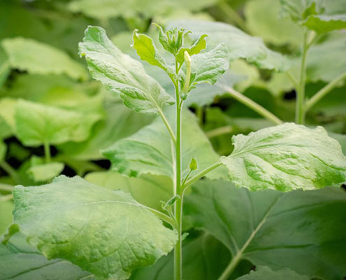 Pint-Sized Gene Editor Could Expand Precision Breeding Plants